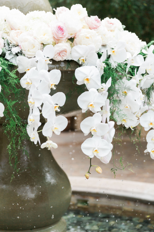 Orchids in Fountain